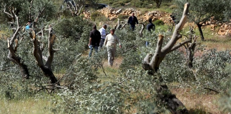 Settlers cut down 170 perennial olive trees east of Salfit