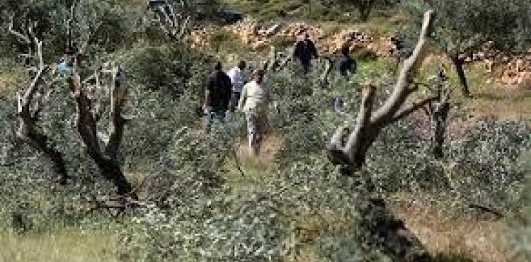 Settlers cut down 70 olive trees south of Nablus