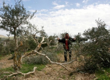 Uprooting 600 trees and damaging 20 water tanks in Hebron