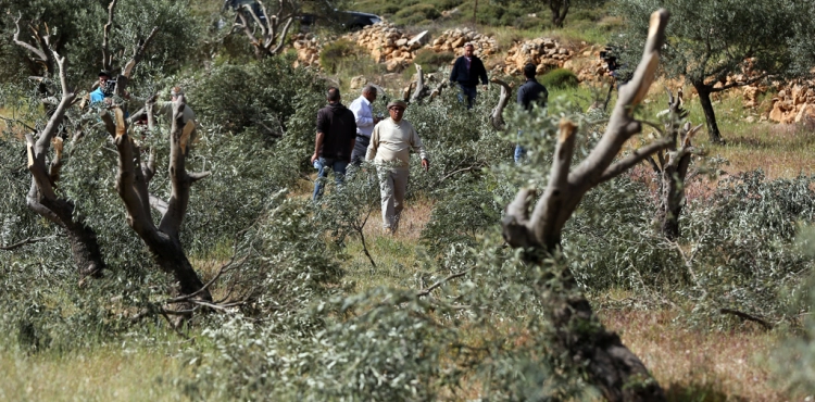 Settlers cut down dozens of trees and set up tents in Hebron