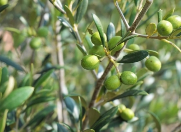 300 Olive seedlings razed in Beit Dajan, east of Nablus