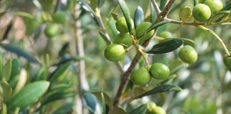 300 Olive seedlings razed in Beit Dajan, east of Nablus