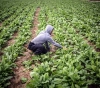 Agriculture: $ 17 million, losses from the occupationâ€™s aggression on the agricultural sector