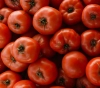 Gaza farmers stop marketing their vegetables to the West Bank