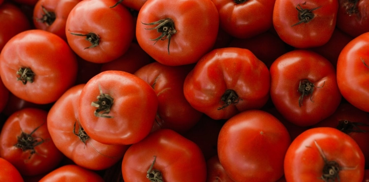 Gaza farmers stop marketing their vegetables to the West Bank