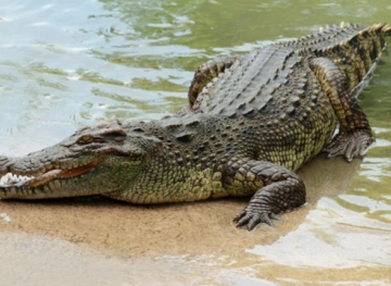 A crocodile kills a lady and kidnaps her body.
